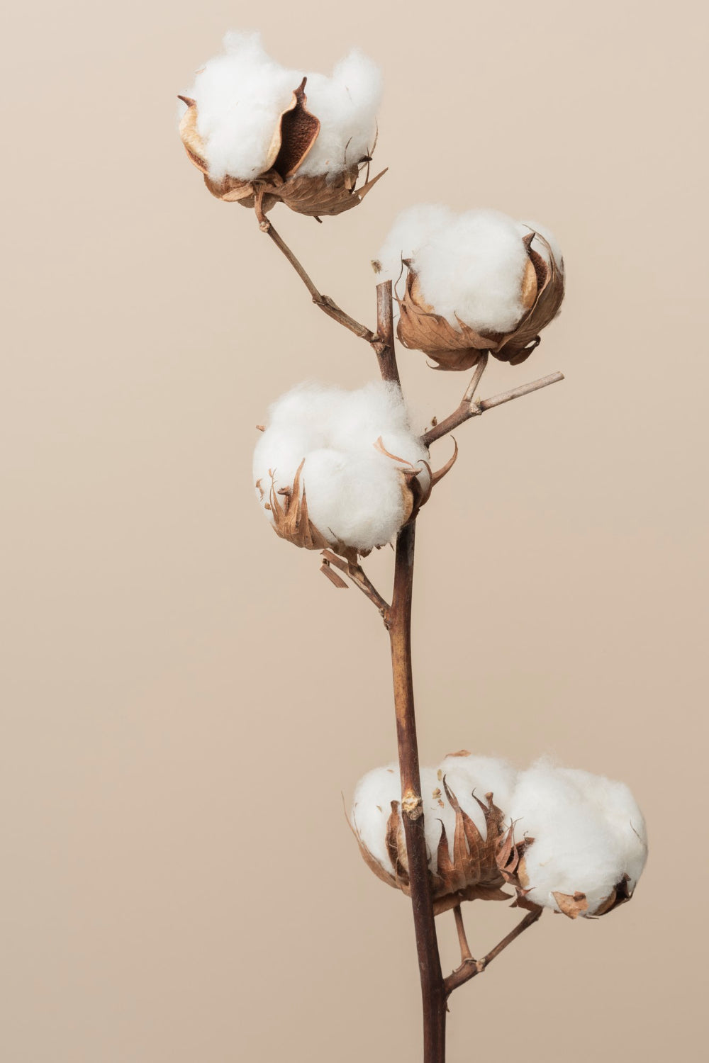 Raw Cotton